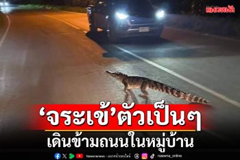 ชาวปราจีนตะลึง! เจอ\'จระเข้\'เดินอุ้ยอ้าย ข้ามถนนในหมู่บ้าน