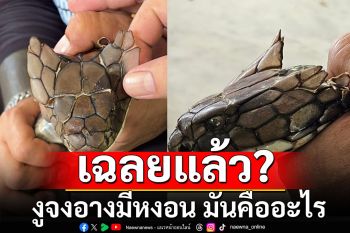 \'ทีมอสรพิษวิทยา\'เฉลยแล้ว? หลังชาวบ้านฮือฮา งูจงอางมีหงอน มันคืออะไร