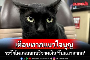 ตร.ไซเบอร์เตือนทาสแมวใจบุญ!!! ระวังโดนหลอกบริจาคเงิน\'วันแมวสากล\'