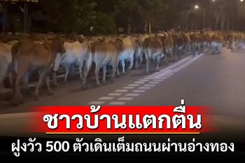 ชาวอ่างทองแตกตื่น! ฝูงวัวไล่ทุ่ง 500 ตัวเดินเต็มถนนหนีน้ำท่วมอำเภอไชโยกลางดึก