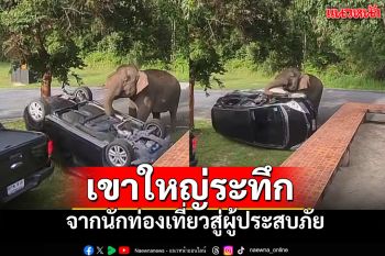 งานเข้าซะแล้ว! ช้างเขาใหญ่งัดรถคว่ำ จากนักท่องเที่ยวสู่ผู้ประสบภัย (คลิป)
