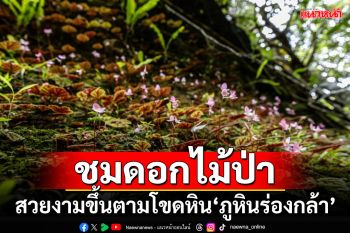 ชมดอกไม้ป่า สวยงามขึ้นตามโขดหิน\'ภูหินร่องกล้า\'