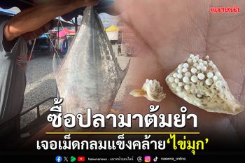 ซื้อปลามาต้มยำ! เจอของแข็งคล้ายไข่มุก ในอวัยวะภายใน\'ปลาโฉมงาม\'