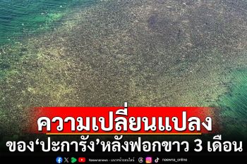 เผยความเปลี่ยนแปลง 4 อย่าง ของ\'ปะการัง\' หลังฟอกขาวมา 3 เดือน