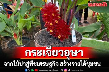 ประกวด\'กระเจียวอุษา\'จากไม้ป่าสู่พืชเศรษฐกิจสร้างรายได้ให้ชุมชน