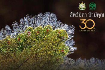 โค้งสุดท้าย!‘ทรู’ปลูกปัญญา ชวนคนไทย ร่วมประกวดภาพถ่าย‘สัตว์มีค่า ป่ามีคุณ’ปี67