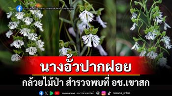 ชวนรู้จัก \'นางอั้วปากฝอย\' กล้วยไม้ป่า สำรวจพบที่ อช.เขาสก จ.สุราษฎร์ธานี