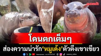 ตัวตึงเขาเขียว! \'น้องหมูเด้ง\'ลูกฮิปโปแคระ ชาวเน็ตแห่กดไลค์ให้กับความน่ารัก