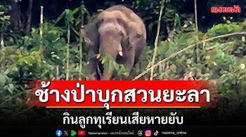 ช้างป่าบุกสวน! กินทุเรียนเสียหายนับแสน จนท.อุทยานฯบางลางเร่งผลักดัน