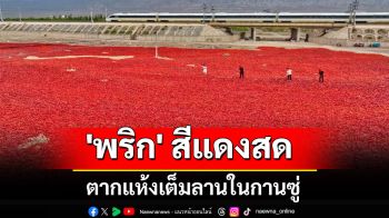 ทะเล \'พริก\' สีแดงสด ตากแห้งเต็มลานในกานซู่