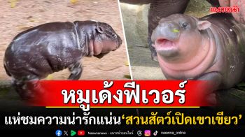 \'หมูเด้ง\'ฟีเวอร์ ปชช.แห่เที่ยว\'สวนสัตว์เปิดเขาเขียว\' ชมความน่ารักครอบครัว\'ฮิปโปแคระ\'