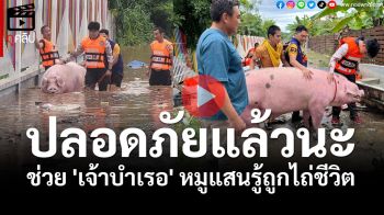 (คลิป) ปลอดภัยแล้วนะ! ช่วย \'เจ้าบำเรอ\' หมูแสนรู้ถูกไถ่ชีวิต รอดน้ำท่วมมาแล้ว 4 ครั้ง