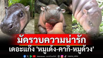 มัดรวบความน่ารักมาให้แล้ว! เหล่าเดอะแก๊ง \'หมูเด้ง-คากิ-หมูด้วง\'