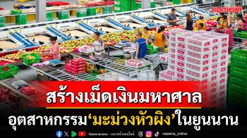 อุตสาหกรรม\'มะม่วงหัวผิง\'ในยูนนาน สร้างเม็ดเงินมหาศาลกว่า3พันล้านหยวน