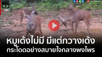 (คลิป) \'กวางเด้ง\' แห่ง อช.ศรีพังงา กระโดดอย่างสบายใจกลางพงไพร