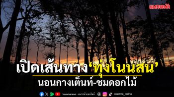 เปิดเส้นทางเที่ยว \'ทุ่งโนนสน\' นอนกางเต็นท์-ชมดอกไม้