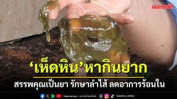 \'เห็ดหิน\'ของดีพะเยา หากินยาก 1 ปีมีครั้ง สรรพคุณเป็นยาลดอาการร้อนใน