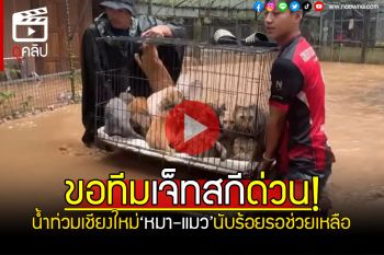 (คลิป) ขอทีมเจ็ทสกีด่วน!! \'ศูนย์บริบาล\'ยังมีหมาแมวอีกนับร้อย รอการช่วยเหลือออกจากพื้นที่