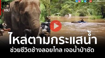 (คลิป) นาทีควาญช้างช่วยชีวิต \'ช้าง\'ไหลมาตามกระแสน้ำป่า\'แม่แตง\'