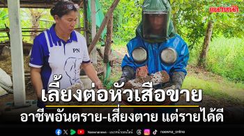 หนุ่มใหญ่ศรีสะเกษเลี้ยง \'ต่อหัวเสือ\' ขายเป็นอาชีพเสริมที่อันตรายเสี่ยงตายแต่รายได้ดี