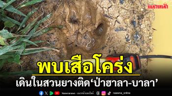 ยะลาพบเสือโคร่ง! วนเวียนหาอาหารในสวนชาวบ้าน เขตติดผืนป่า\'ฮาลา- บาลา\'