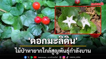 พบต้น \'ดอกมะลิดิน\' ไม้ป่าหายากใกล้สูญพันธุ์กำลังบาน เผยมีสรรพคุณทางยา