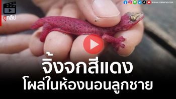 (คลิป) ฮือฮา! พบ \'จิ้งจกสีแดง\' โผล่ในห้องนอนลูกชาย