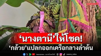 ‘นางตานี’ให้โชค!‘กล้วย’แปลกออกเครือกลางลำต้น เจ้าของถูกเลข00-ลูกหนี้โผล่คืนเงิน