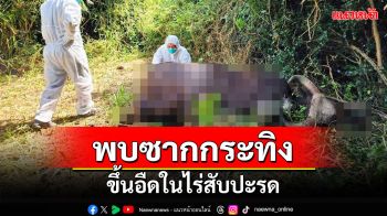 พบซากกระทิงกุยบุรีนอนขึ้นอืดในไร่สับปะรด คาดสู้กันเองจนเสียชีวิต