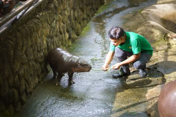 นมตรามะลิและองค์การสวนสัตว์แห่งประเทศไทยร่วมลงนาม MOU  ดึง‘น้องหมูเด้ง’ระดมทุนช่วยผู้ประสบอุทกภัยและดูแลสวัสดิภาพเพื่อนสัตว์