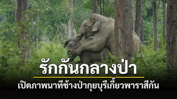 เปิดภาพหาชมได้ยาก! นาทีช้างป่ากุยบุรีเกี้ยวพาราสีกันในวัยเจริญพันธุ์