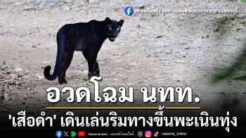 พบ \'เสือดำ\' เดินเล่นริมทางขึ้นพะเนินทุ่ง อุทยานฯ แก่งกระจาน