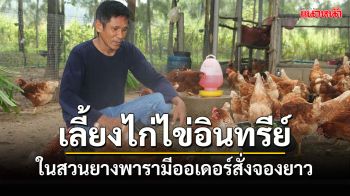 เลี้ยงไก่ไข่อินทรีย์อารมณ์ดีในสวนยางพารามีออเดอร์สั่งจองยาวเพิ่มรายได้ในครัวเรือน