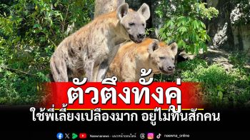 ชาวเน็ตมีแซว! สวนสัตว์เปิดเขาเขียวรับสมัครพี่เลี้ยง \'ไฮยีนา\' อยู่ไม่ทนสักคน มาแป๊บเดียวหาย