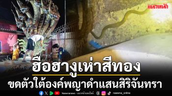 ฮือฮา!! พบ\'งูเห่าสีทอง\'ขดตัวใต้องค์พญาดำแสนสิริจันทรา ข้างบ่อน้ำโบราณอายุ 525 ปี