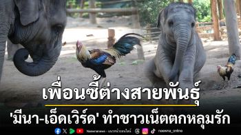 เอ็นดู! เปิดภาพเพื่อนซี้ต่างสายพันธุ์ \'มีนา-เอ็ดเวิร์ด\' ทำชาวเน็ตตกหลุมรัก