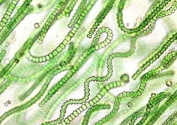 วิทยาศาสตร์สำหรับเยาวชน : สาหร่ายสีนํ้าเงินแกมเขียว (Cyanobacteria)