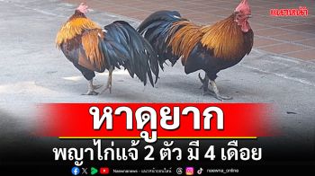 แปลก! พญาไก่แจ้ 2 ตัว มี 4 เดือย หาดูยาก