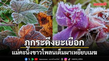 ภูกระดึงยะเยือกอุณหภูมิ 6 องศา \'แม่คะนิ้ง\' ขาวโพลนทั่วบริเวณผาเหยียบเมฆ