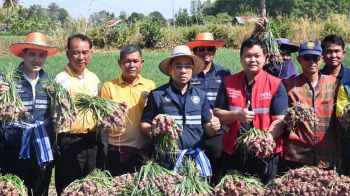 ‘พาณิชย์’ติดตาม‘หอมแดงศรีสะเกษ’ก่อนจบฤดูกาล เกษตรกรยิ้มขายได้ราคา