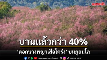 \'ดอกนางพญาเสือโคร่ง\'บนภูลมโลบานแล้วกว่า 40% นักท่องเที่ยวแห่ชมตั้งแต่รุ่งสาง