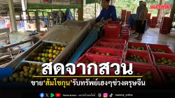 สดจากสวน! ขาย\'ส้มโชกุน\'รับทรัพย์ เฮงๆช่วงเทศกาลตรุษจีน