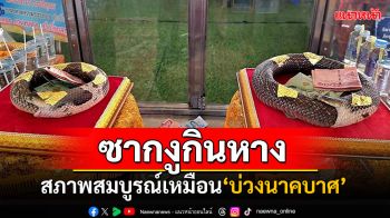 แห่ขอโชคแน่นวัด! พบซากงูเห่า2ตัวผัวเมีย สภาพสมบูรณ์เหมือนบ่วงนาคบาศ
