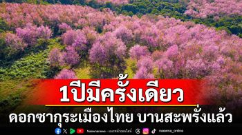 1ปีมีครั้งเดียว! ดอกซากุระเมืองไทย \'ภูลมโล\' บานสะพรั่งแล้ว