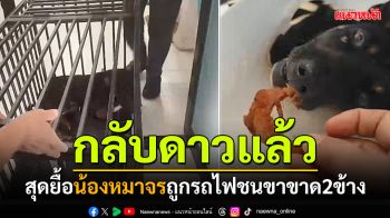 กลับดาวหมาแล้ว! น้อง\'ขนมเปี๊ยะ\'ติดเชื้อในกระแสเลือด ถูกรถไฟชนขาขาด