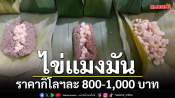 \'ไข่แมงมัน\'ช่วงหัวปี ราคาพุ่ง กก .800-1,000 บาท