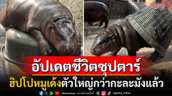 อัปเดตชีวิตซุป\'ตาร์! ฮิปโป\'หมูเด้ง\'ตัวใหญ่กว่ากะละมัง สวบพี่เลี้ยงเก่งเหมือนเดิม