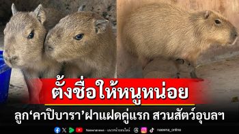 น่ารักสุดๆ! ชวนตั้งชื่อลูก\'คาปิบารา\'ฝาแฝดคู่แรก สวนสัตว์อุบลฯ