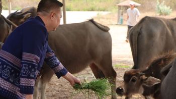 \'อบจ.อุดรฯ-ปศุสัตว์\'มอบควายยืมเลี้ยงหนุนชาวบ้าน เพิ่มผลผลิต-อนุรักษ์ควายไทย