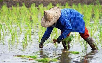 รบ.เตือนชาวนา  รีบลงทะเบียน  รับเงินไร่ละพัน  ปลูกข้าวนาปรัง